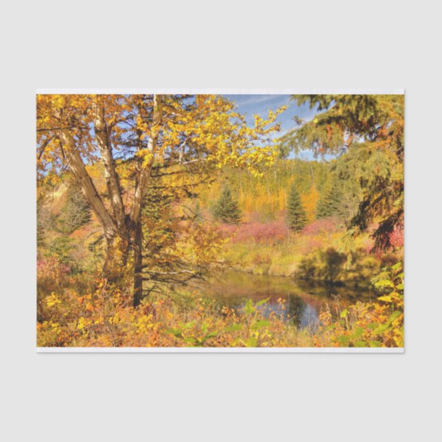 Autumn Birch Tree Tissue Paper (Front)