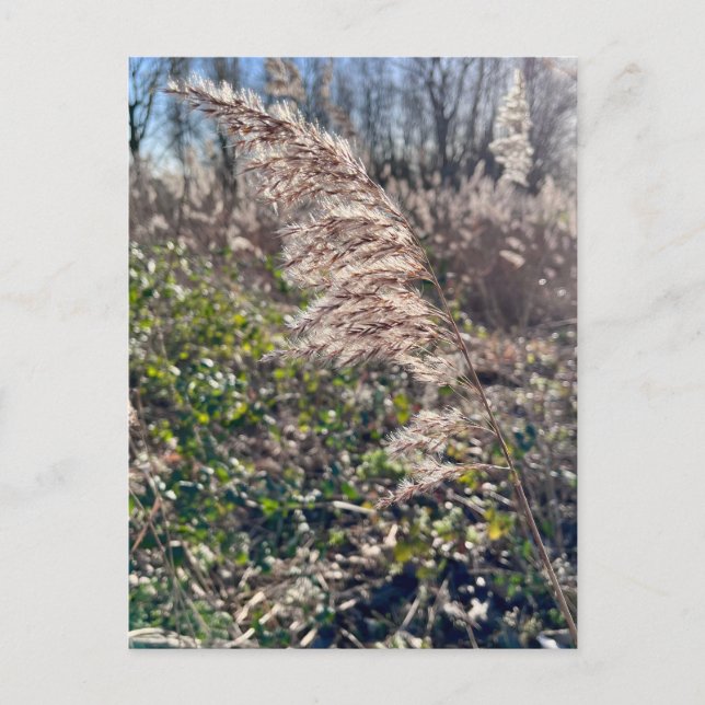 Autumn bliss.. postcard (Front)