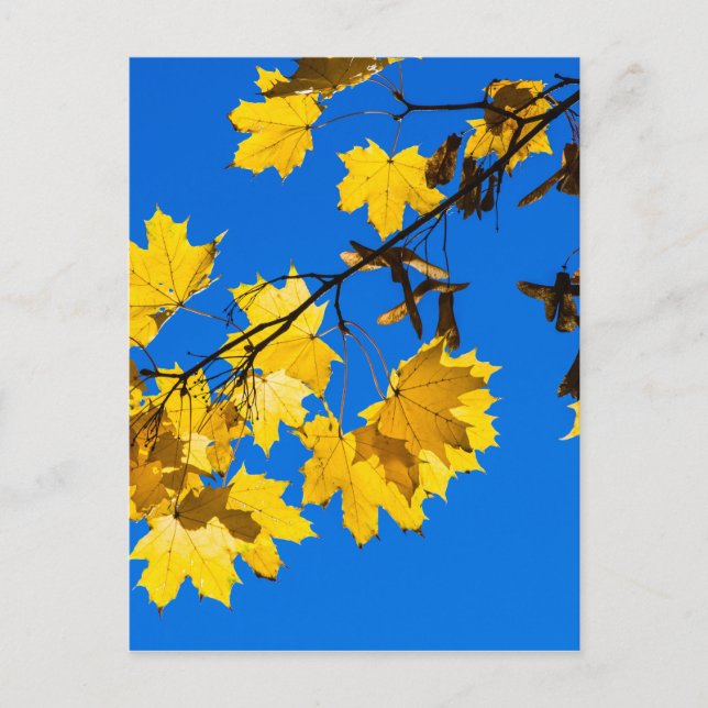 Autumn Blues Postcard (Front)