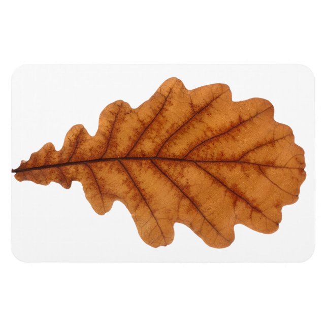 Autumn brown oak leaf magnet (Horizontal)
