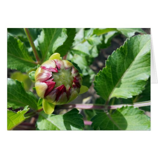 autumn bud cards (Front Horizontal)
