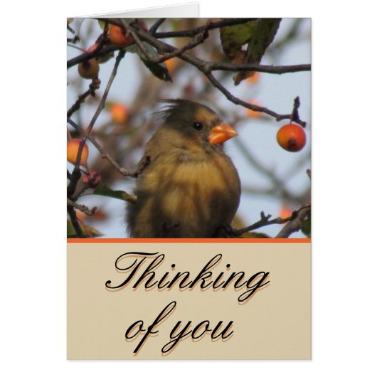 Autumn Cardinal Cards (Front)