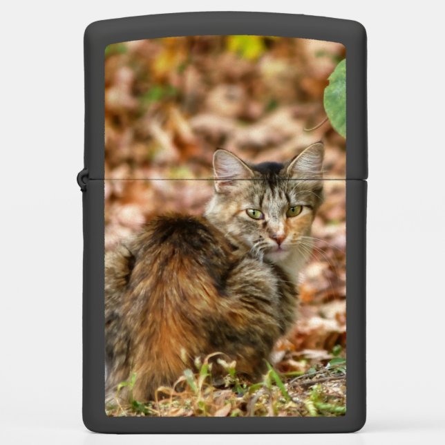 Autumn Cat Zippo Lighter (Front)