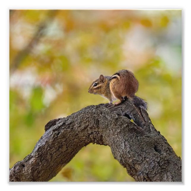 Autumn Chipmunk Photo Print (Front)