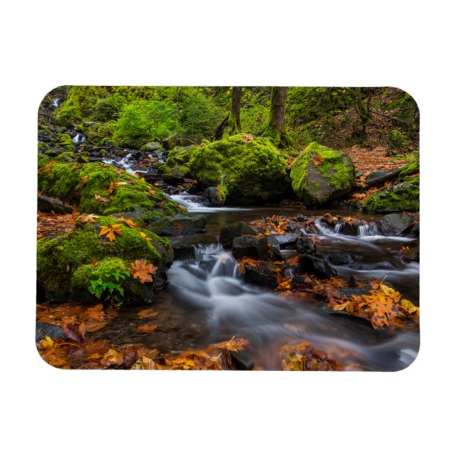 Autumn color along Starvation Creek Falls Magnet (Horizontal)