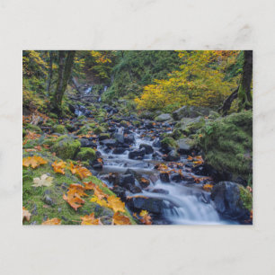 Autumn Color Along Starvation Creek Falls Postcard