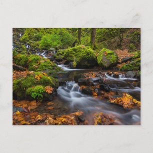 Autumn color along Starvation Creek Falls Postcard