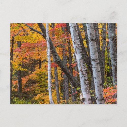 Autumn Color In The Forest Near Copper Harbor Postcard