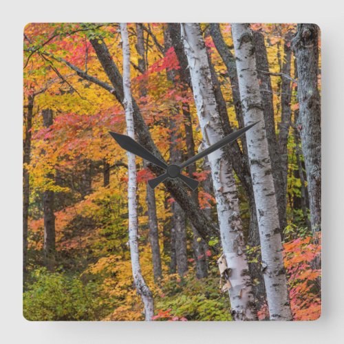 Autumn Color In The Forest Near Copper Harbor Square Wall Clock