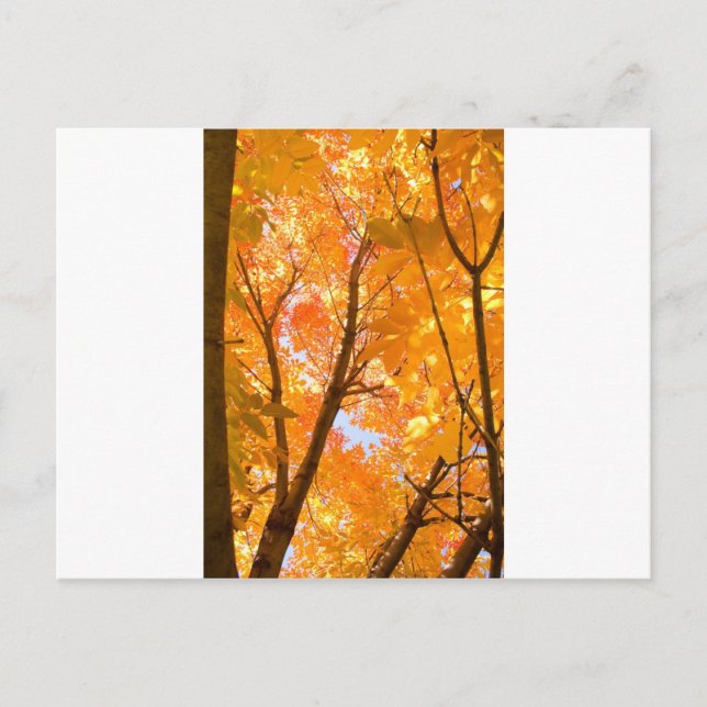 Autumn Color Mood Postcard (Front)