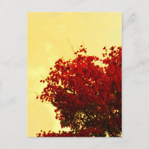 Autumn Color Postcard