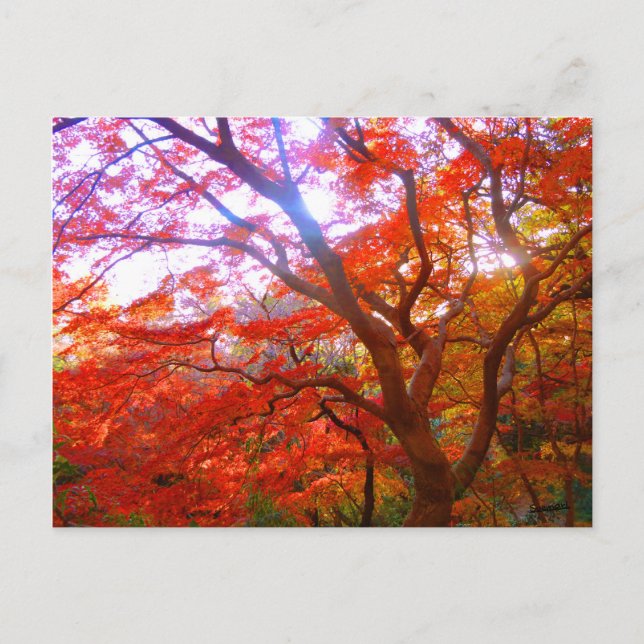 Autumn Color Postcard (Front)