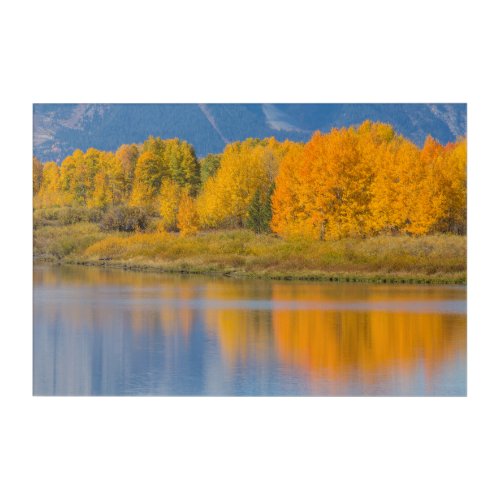 Autumn Colored Aspen Trees Acrylic Print