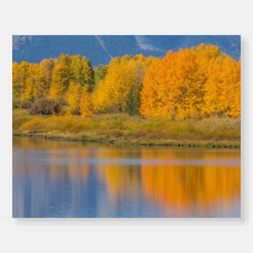 Autumn Colored Aspen Trees Foam Board
