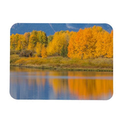 Autumn Colored Aspen Trees Magnet