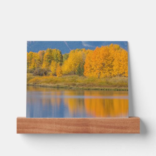 Autumn Colored Aspen Trees Picture Ledge