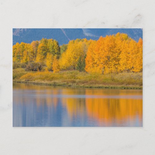 Autumn Colored Aspen Trees Postcard