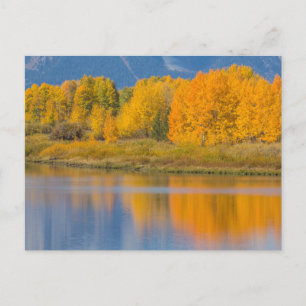 Autumn Colored Aspen Trees Postcard
