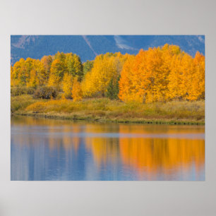 Autumn Colored Aspen Trees Poster