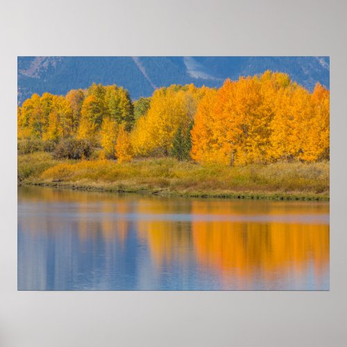 Autumn Colored Aspen Trees Poster