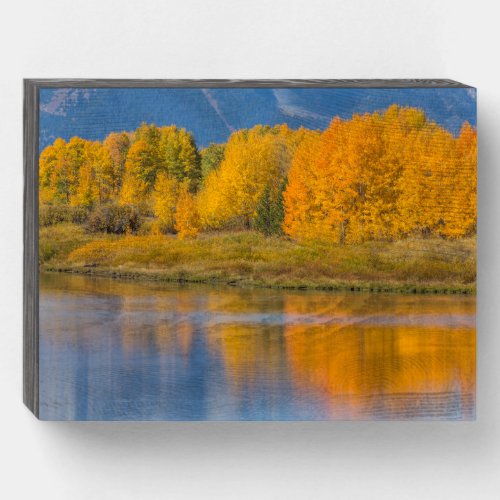 Autumn Colored Aspen Trees Wooden Box Sign