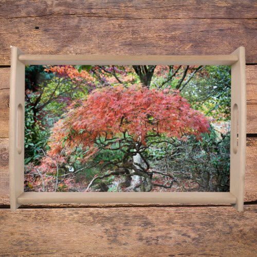 Autumn Colored Japanese Maple Tree Landscape Serving Tray