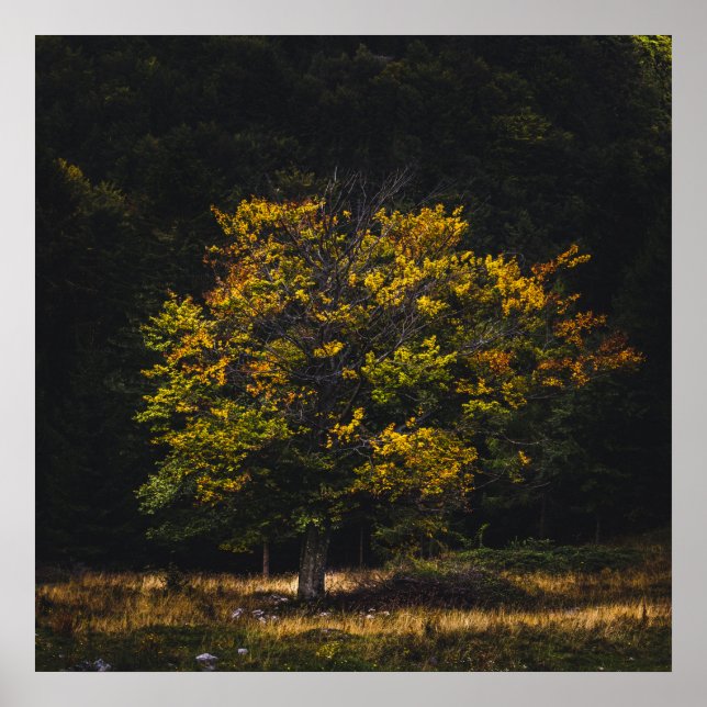 Autumn colored tree poster (Front)