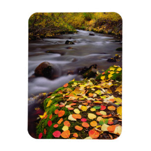 Autumn Colors along McGee Creek Magnet