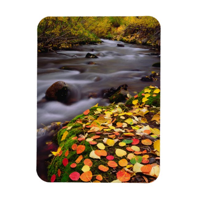 Autumn Colors along McGee Creek Magnet (Vertical)