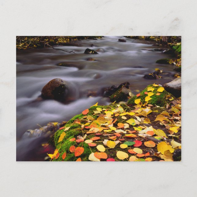 Autumn Colors along McGee Creek Postcard (Front)
