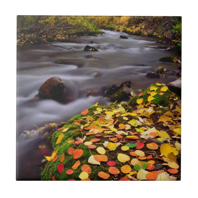 Autumn Colors along McGee Creek Tile (Front)