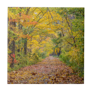Autumn Colors At Independence State Park Ceramic Tile