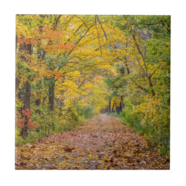 Autumn Colors At Independence State Park Ceramic Tile (Front)