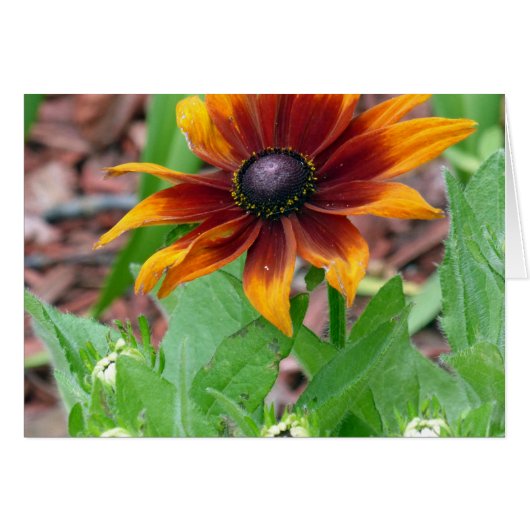 Autumn Colors Cards (Front Horizontal)