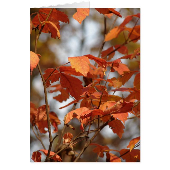 Autumn Colors Cards (Front)