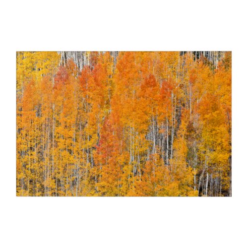 Autumn Colors on Aspen Groves Acrylic Print
