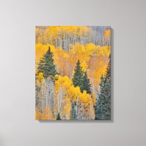 Autumn Colors on Aspen Groves Canvas Print