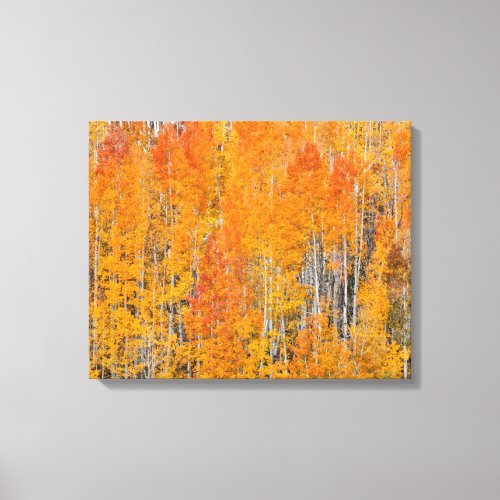 Autumn Colors on Aspen Groves Canvas Print