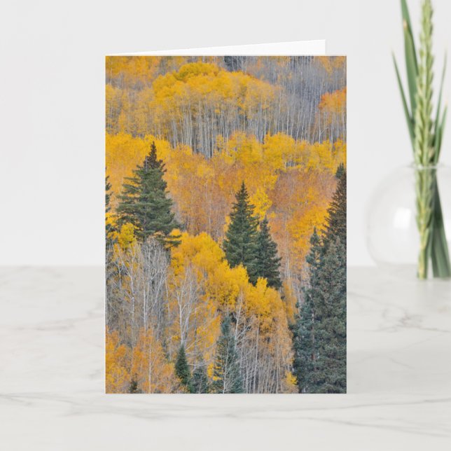 Autumn Colors on Aspen Groves Card (Front)