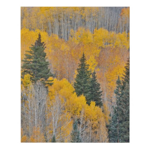 Autumn Colors on Aspen Groves Faux Canvas Print