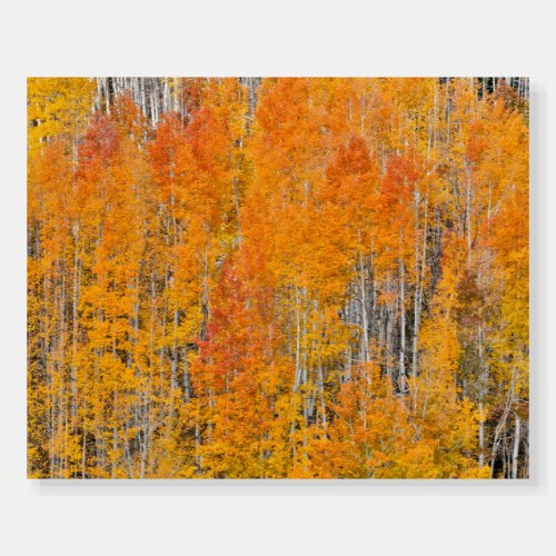 Autumn Colors on Aspen Groves Foam Board