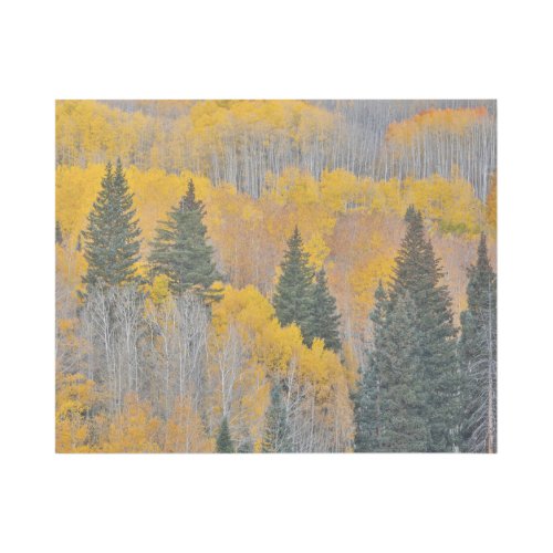 Autumn Colors on Aspen Groves Gallery Wrap