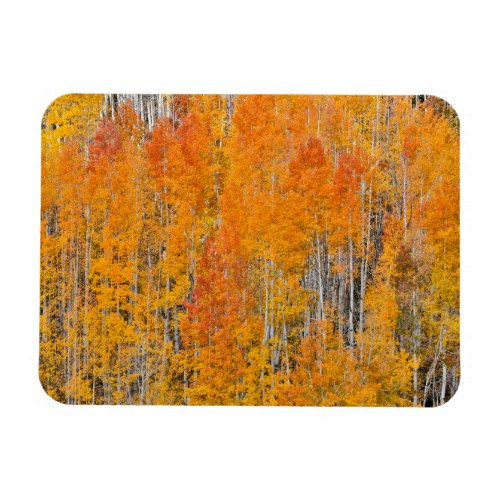 Autumn Colors on Aspen Groves Magnet