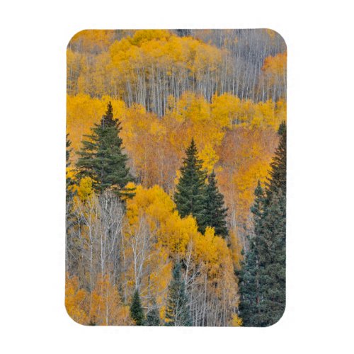 Autumn Colors on Aspen Groves Magnet