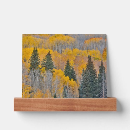 Autumn Colors on Aspen Groves Picture Ledge
