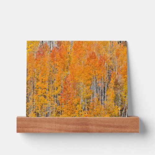 Autumn Colors on Aspen Groves Picture Ledge