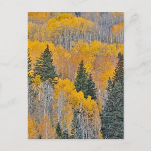 Autumn Colors on Aspen Groves Postcard
