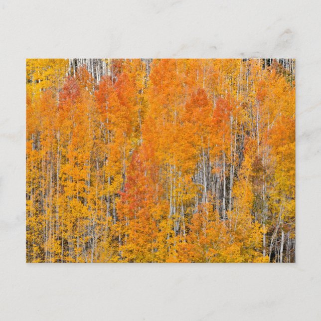 Autumn Colors on Aspen Groves Postcard (Front)