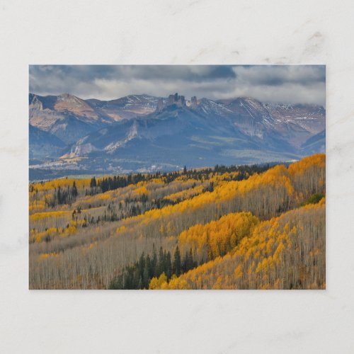 Autumn Colors on Aspen Groves Postcard