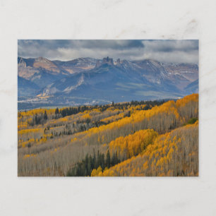 Autumn Colors on Aspen Groves Postcard